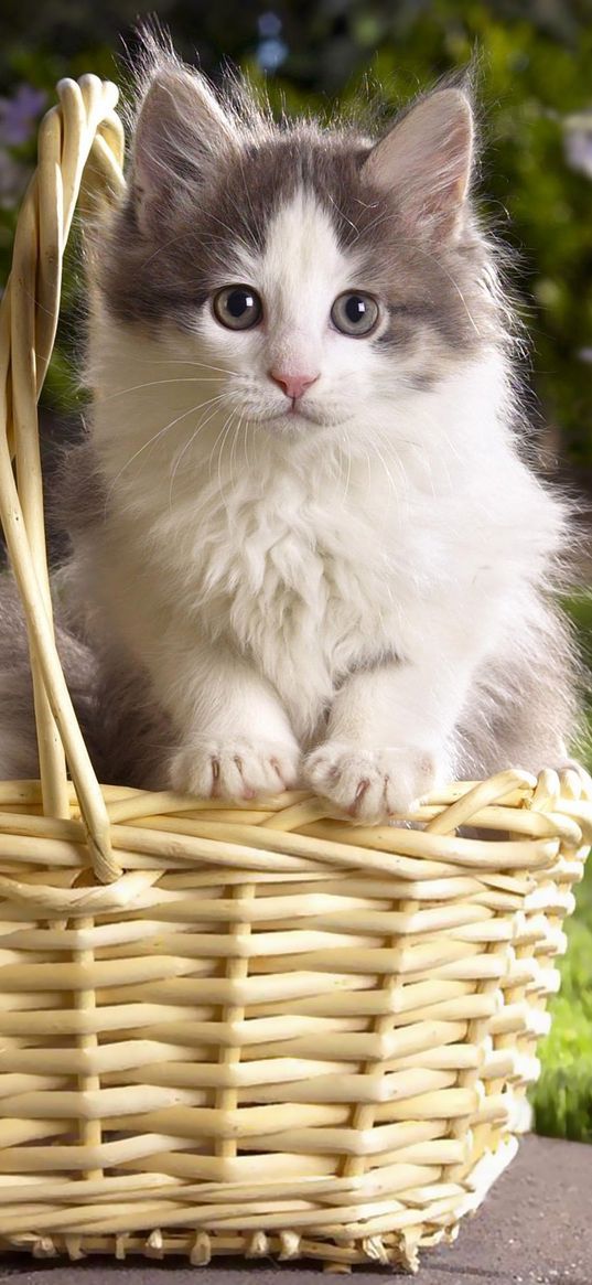 kittens, steam basket, flowers, grass, three