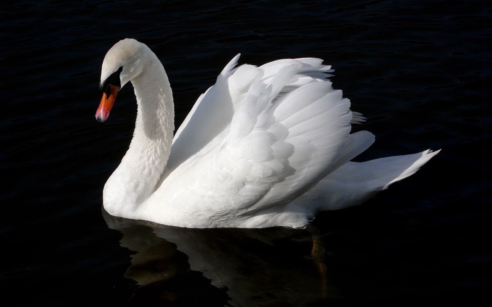 swan, bird, water, swim, black background