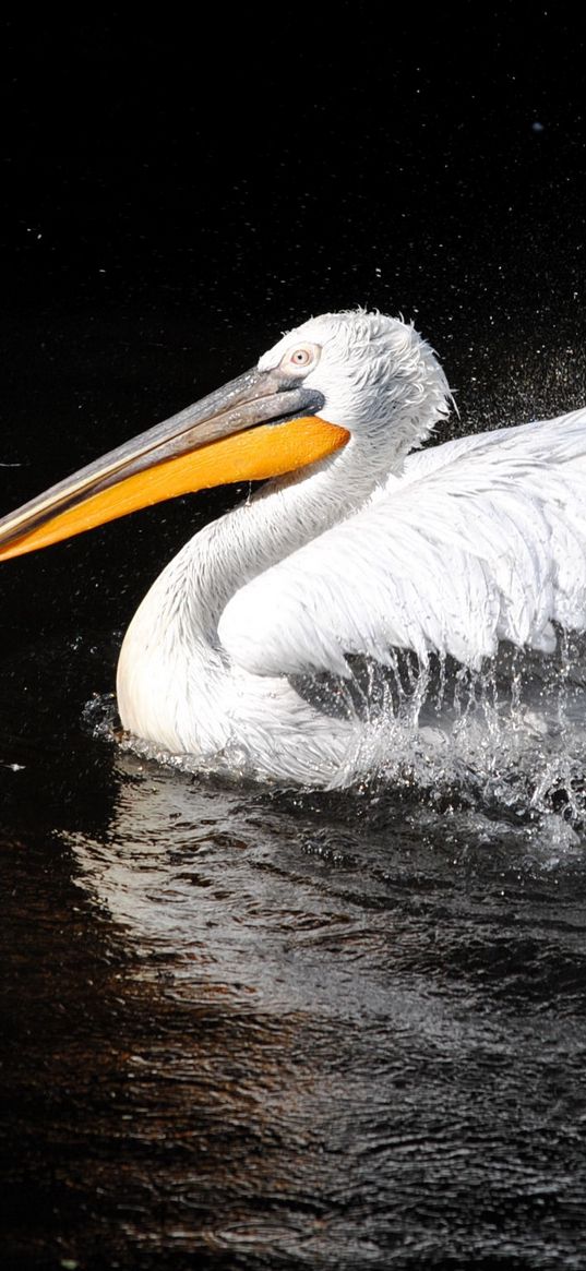 pelican, bird, swim, black background, beak