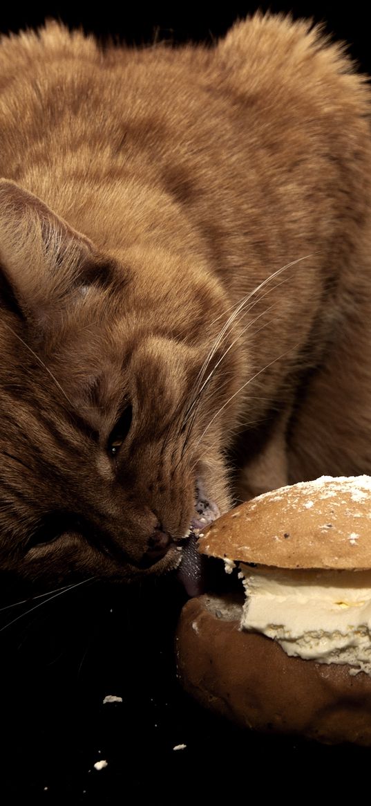 cat, sandwich, food, oil, treats