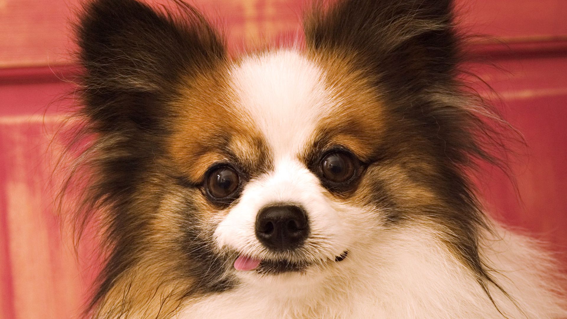 butterfly dog, muzzle, ears, fluffy, protruding tongue