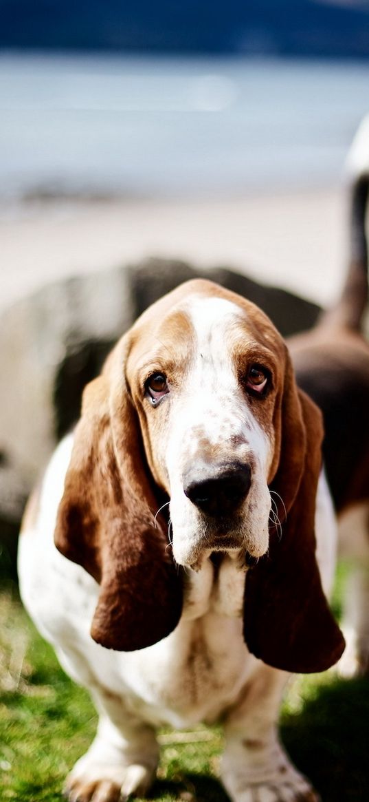 dog, muzzle, big-eared, look