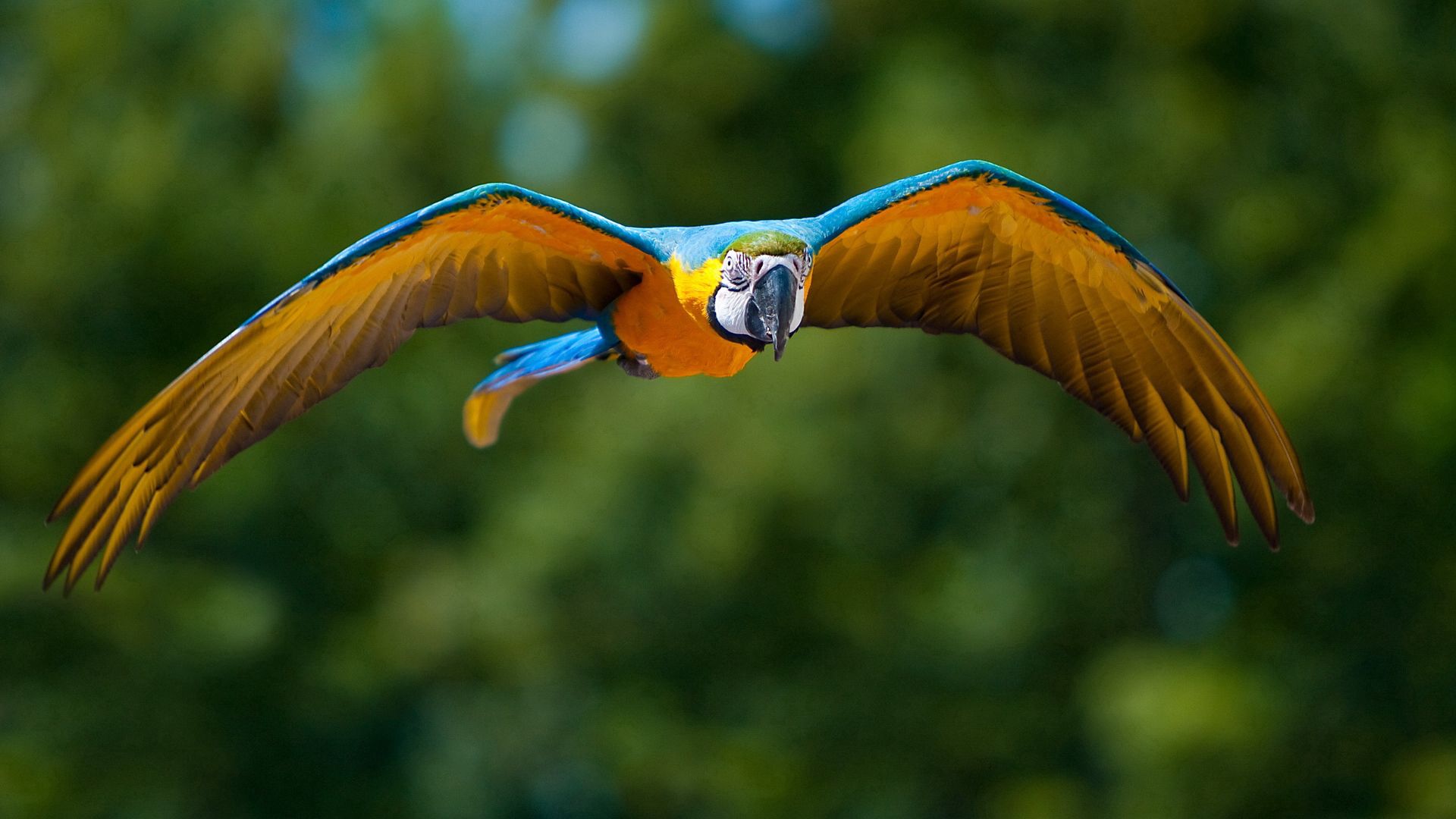 parrot, flying, bird, flapping, wings, blurring