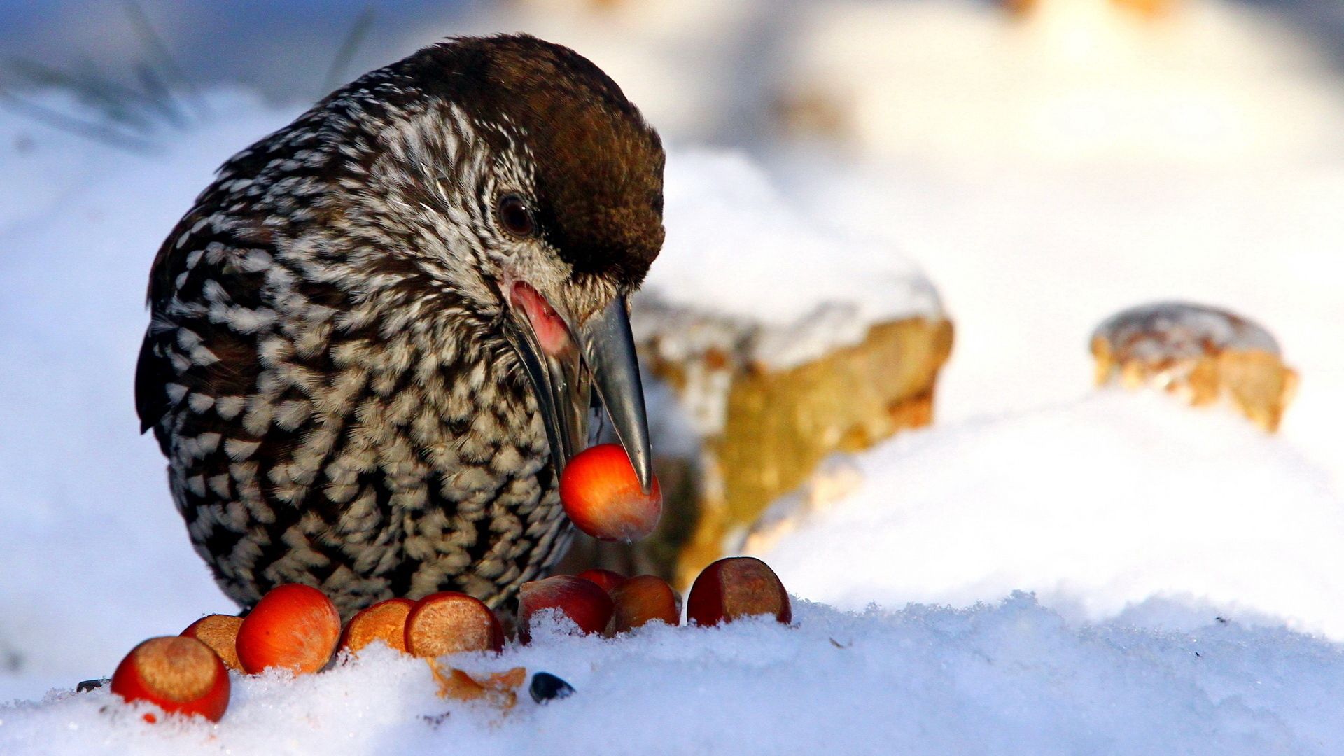 nucifraga, poultry, nuts, cedar, snow