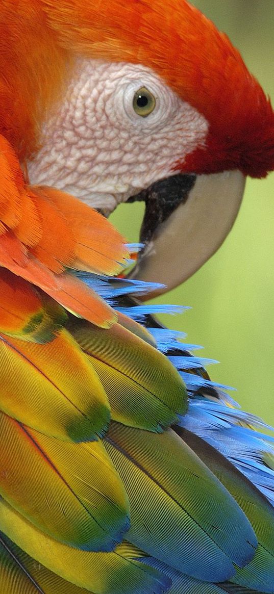 parrot, feathers, beak, colorful