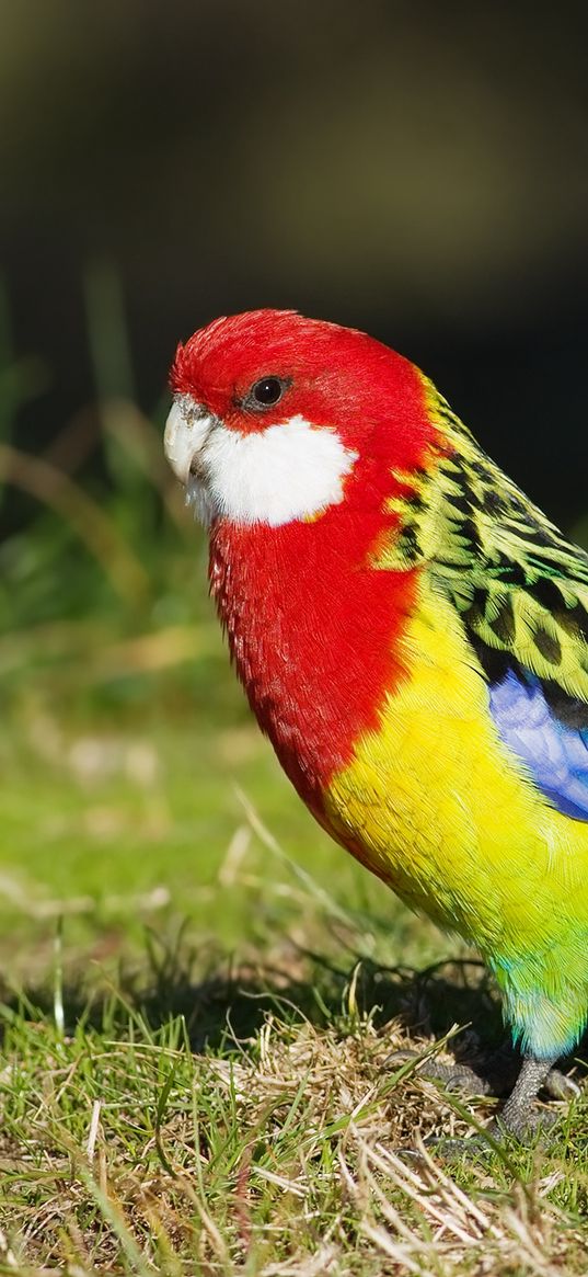 parrot, bird, color, grass