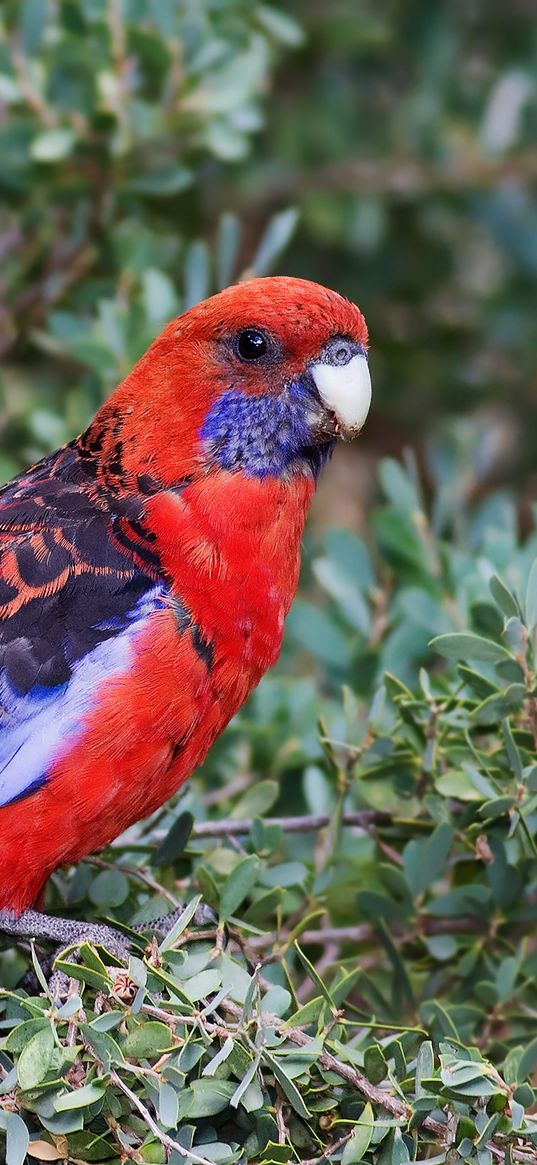 parrot, birds, branches, leaves