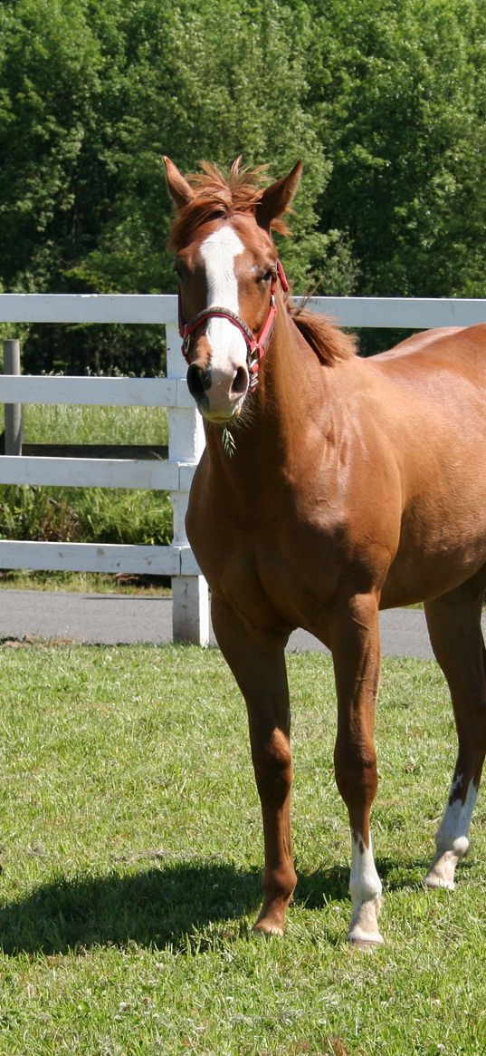 horse, paddock, grass, fence