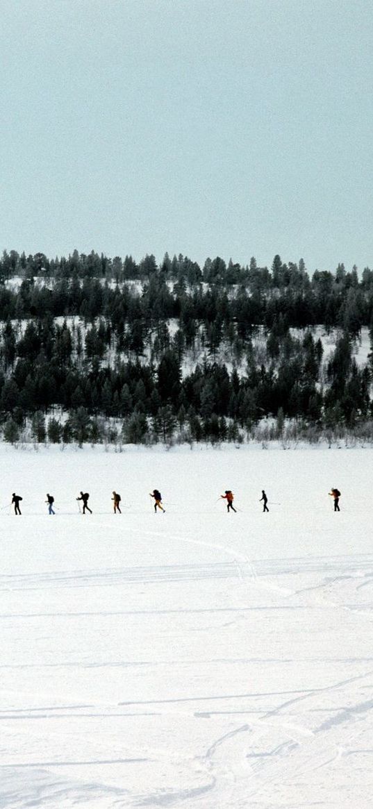 skiers, tourists, number, snow, travel, wood, trees