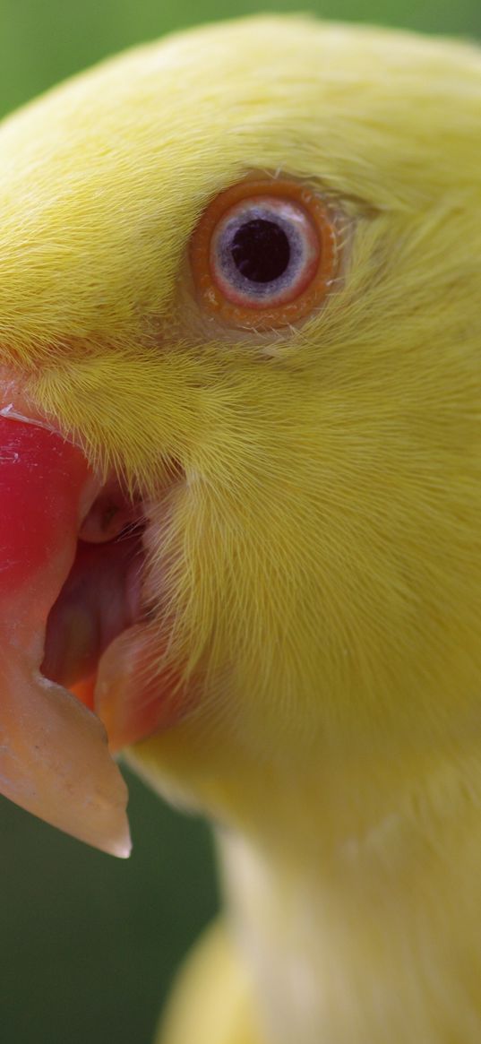 parrot, yellow, beak, color