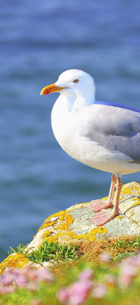 gull, grass, flowers, bird