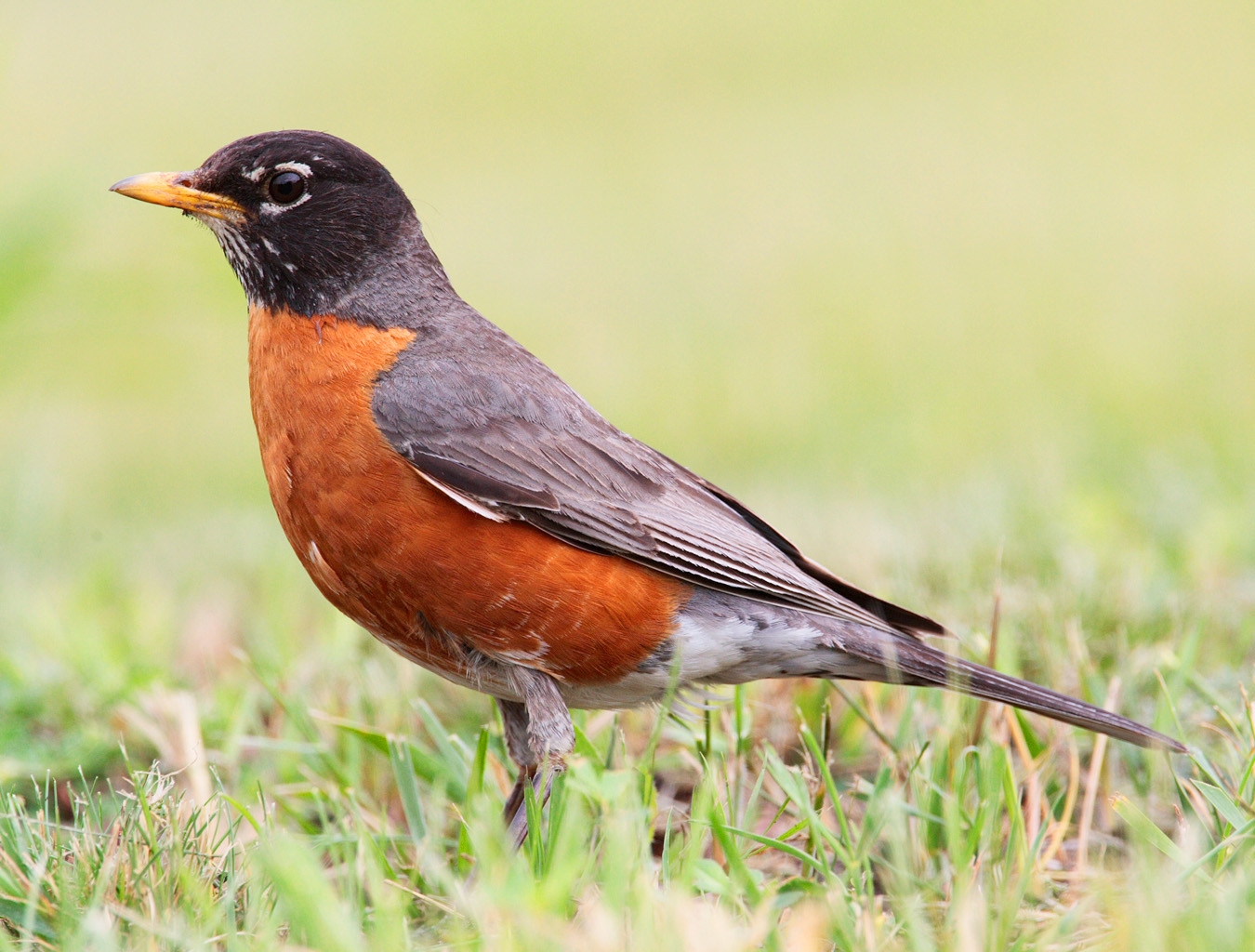 thrush, bird, grass, stand