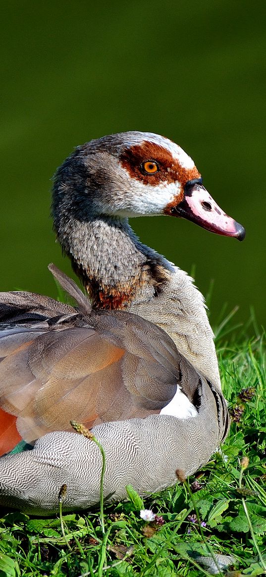 bird, duck, grass, sit