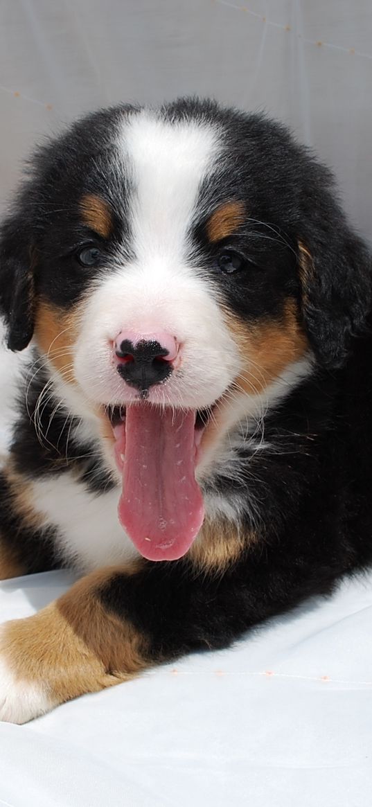 puppy, fabric, face, mouth open