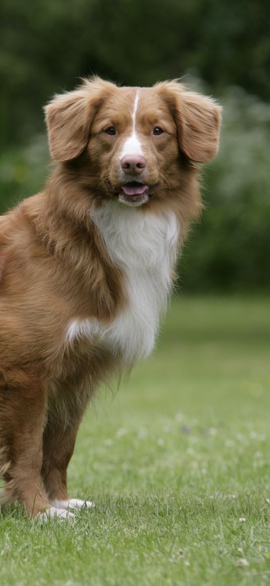 nova scotia duck tolling retriever, dog, walk, grass, stand