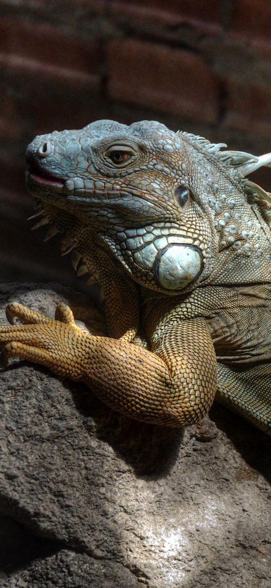 iguana, color, branch, climbing