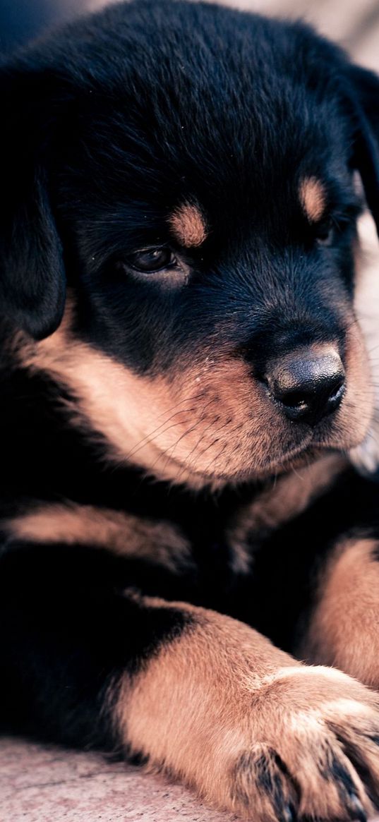 rottweiler, puppy, snout