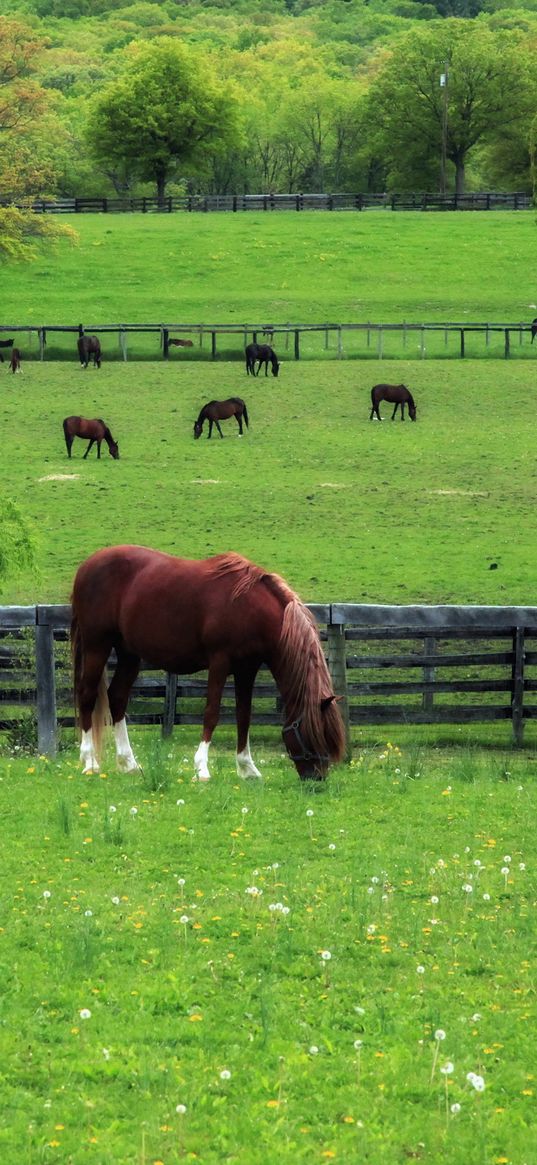 horse, paddock, grass, trees