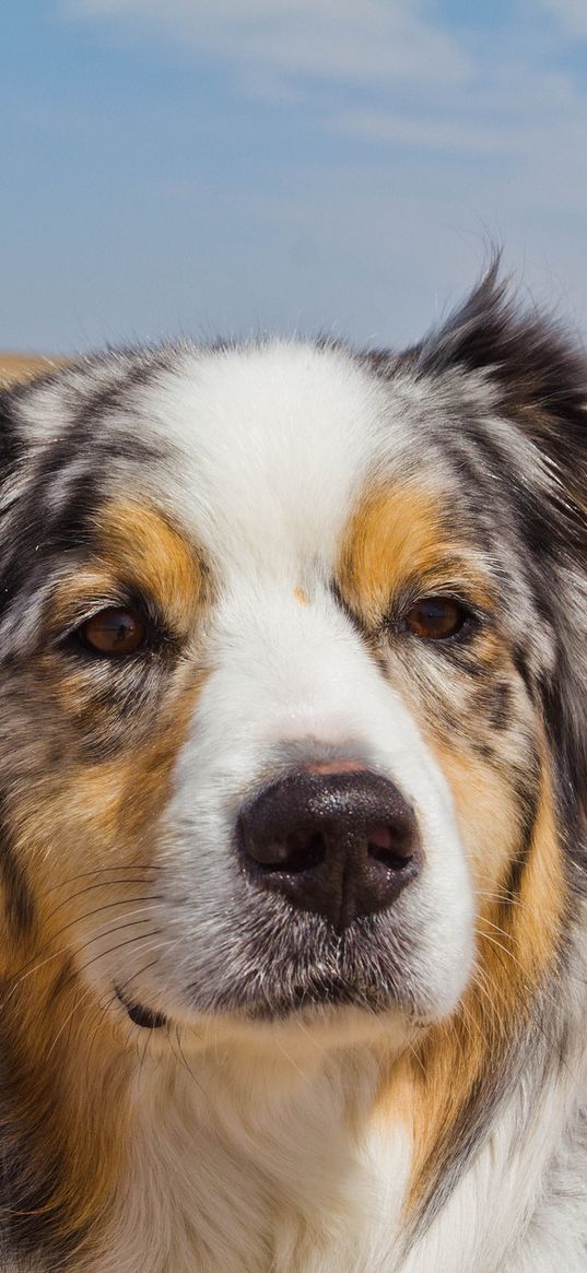 australian shepherd, dog, muzzle, spotted, road