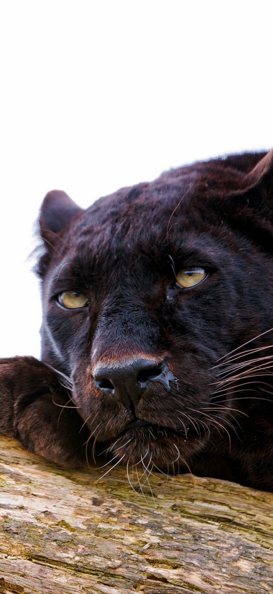 panther, down, big cat, carnivore, nap