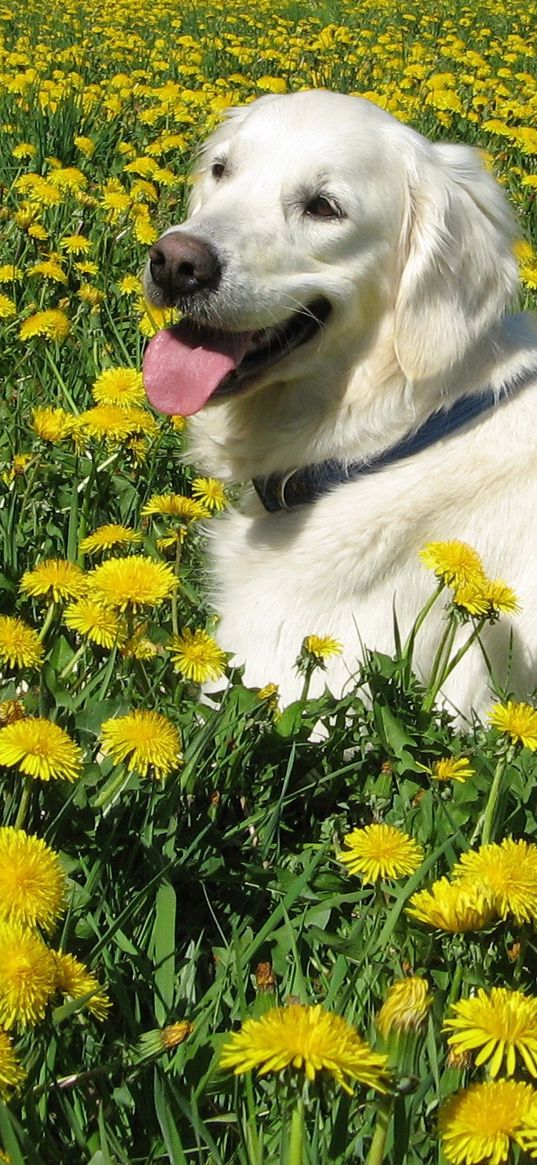 dog, labrador retriever, grass, flowers, walk