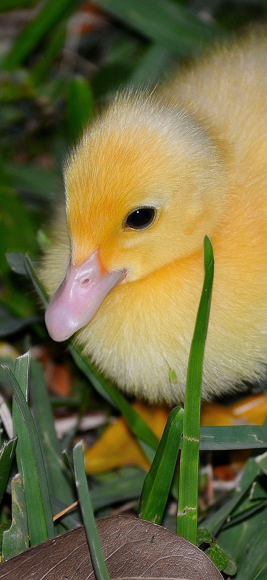 duckling, grass, bird, lie