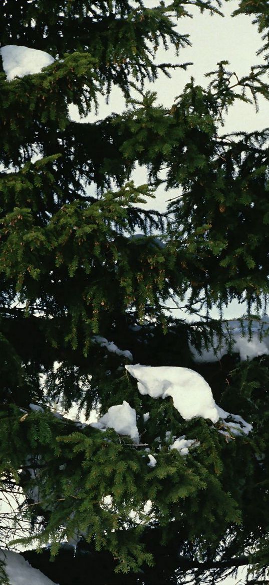 fur-trees, snow, branches, green