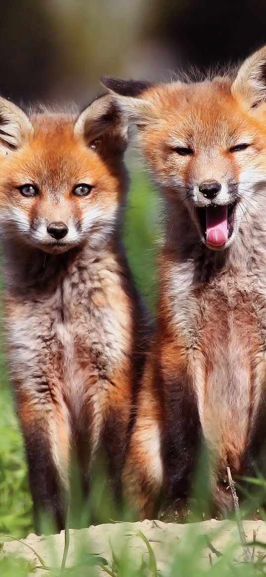 fox, couple, cubs, grass