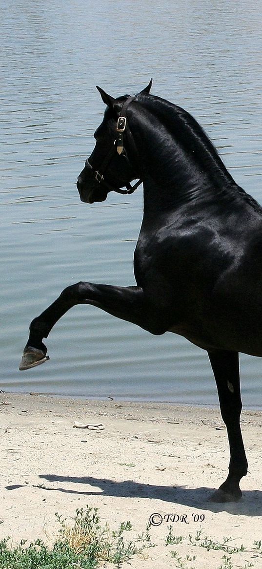 horse, beach, sand, walking