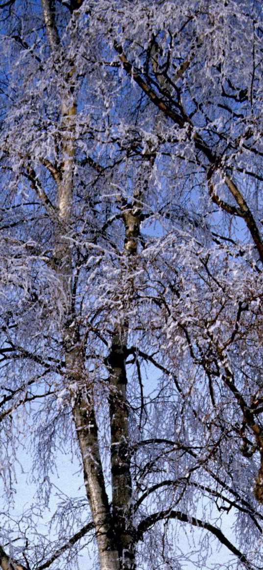 branches, birches, hoarfrost, a frost, winter