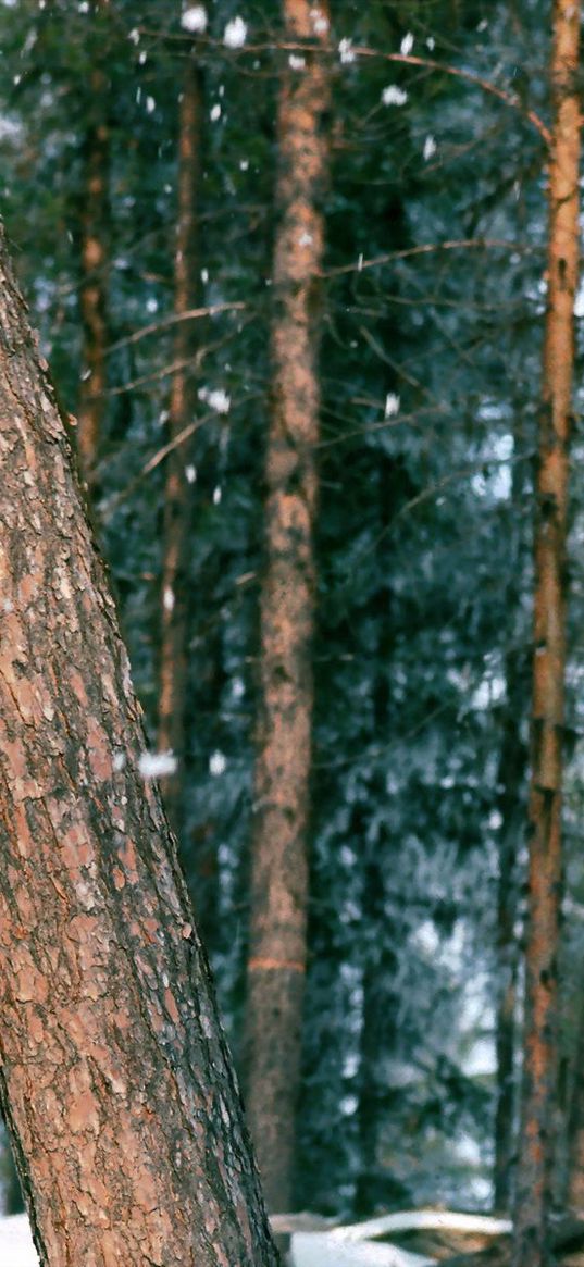 wood, trees, trunk, snow