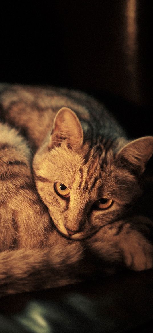 cat, lying, shadow, dark background