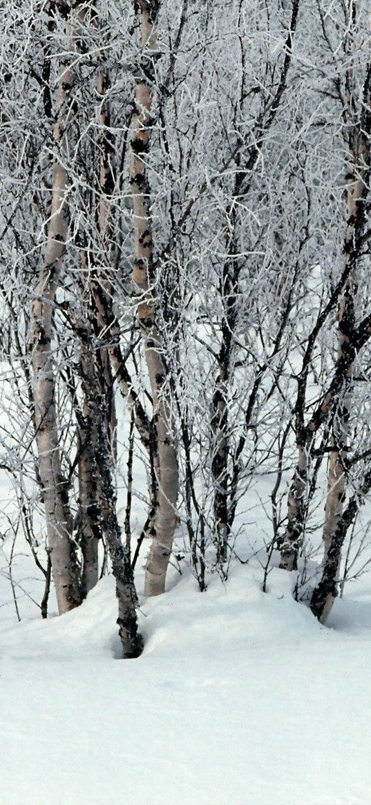 trees, snow, snowdrifts, winter, branches, white