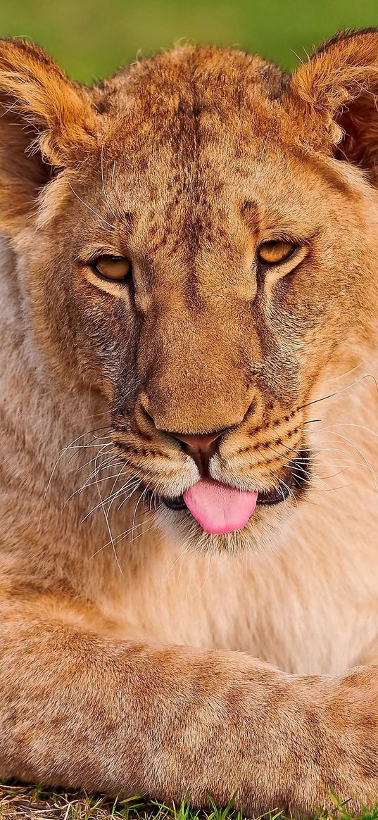 lion, lioness, face, grass