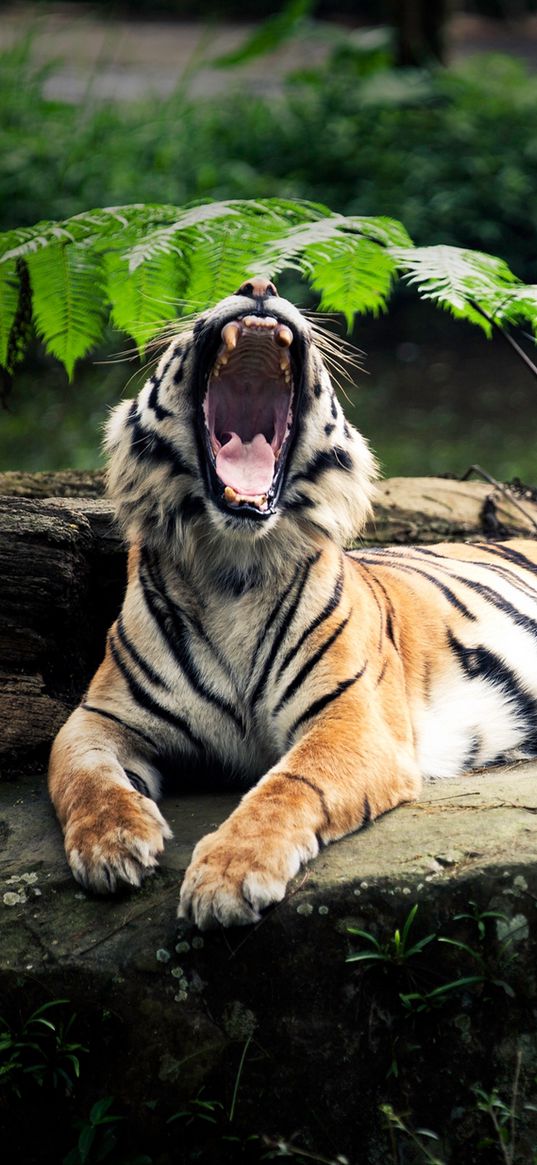 tiger, stone, lie, leaves, aggression, teeth, open mouth