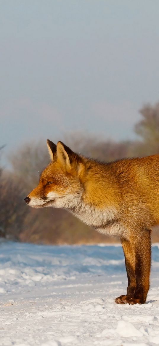 fox, snow, hunting, care