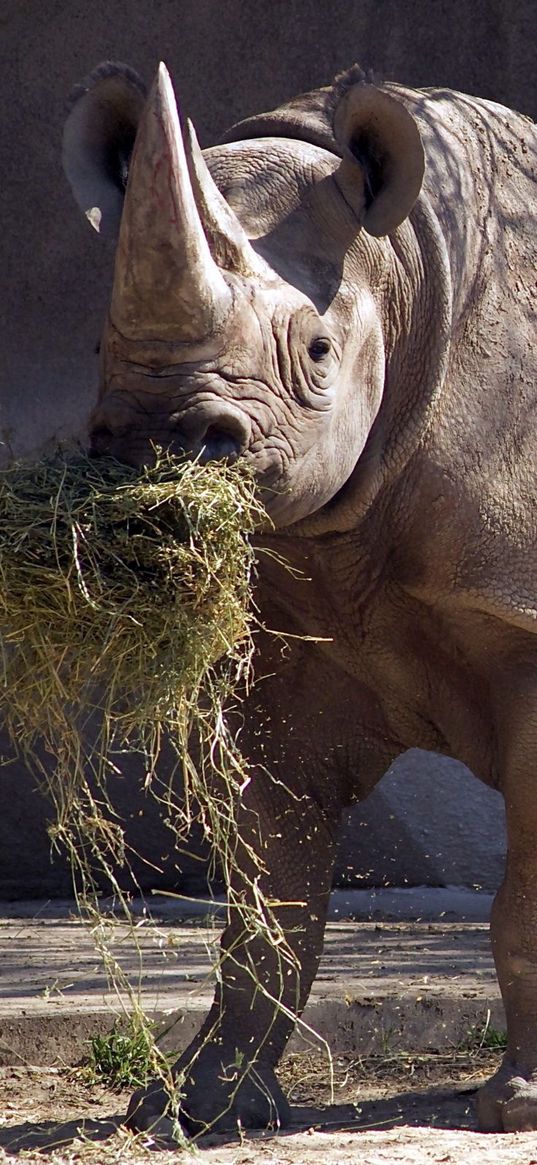 rhino, grass, food, horn