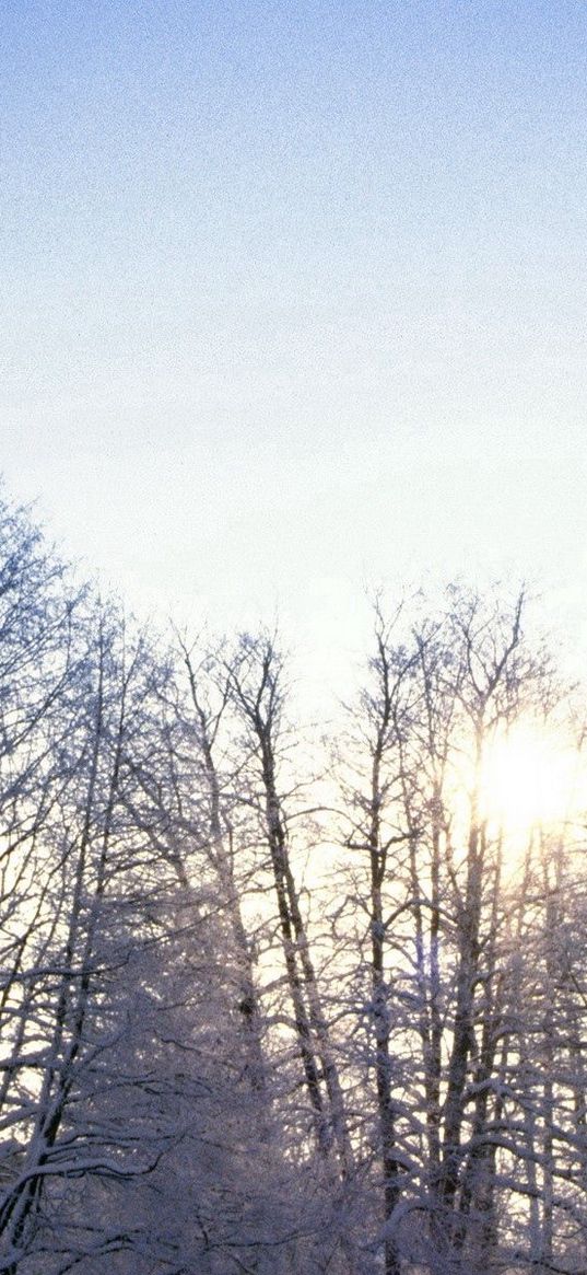 trees, branches, hoarfrost, frost, sun