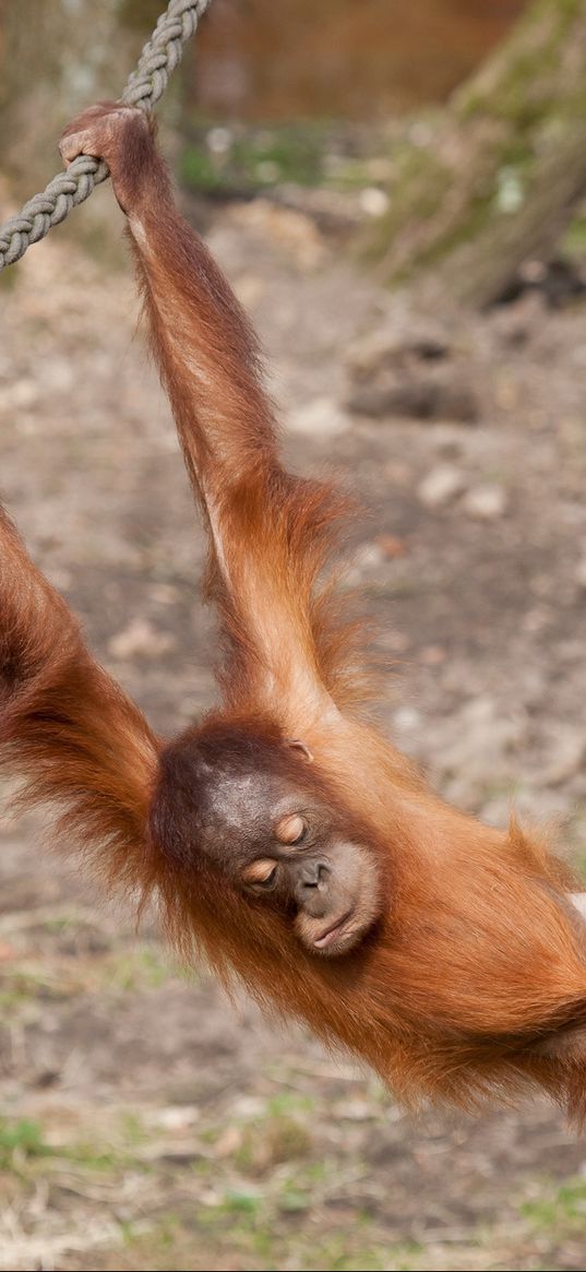 monkey, hanging, branch