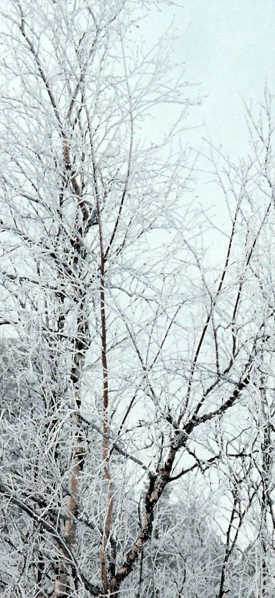 branches, trees, crones, snow, hoarfrost