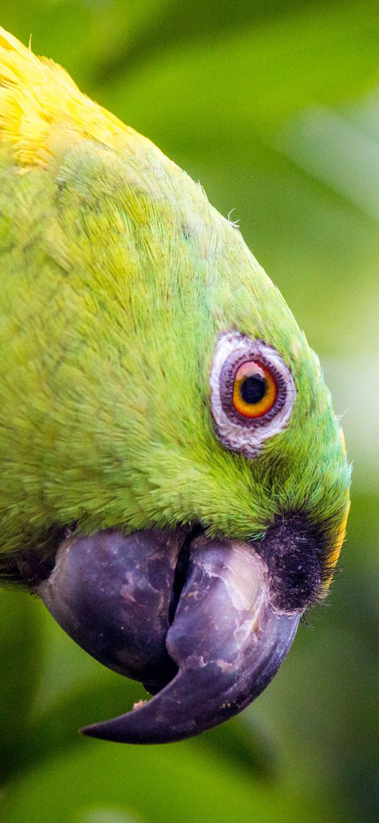 yellow-naped, amazon, parrot, bird, beak