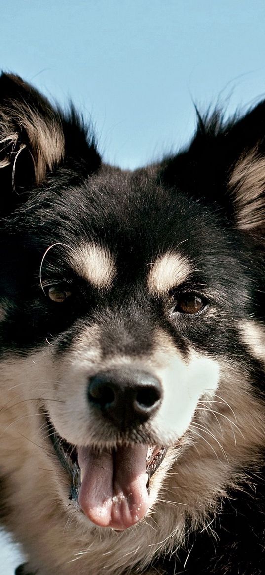 dogs, face, furry, eyes, protruding tongue