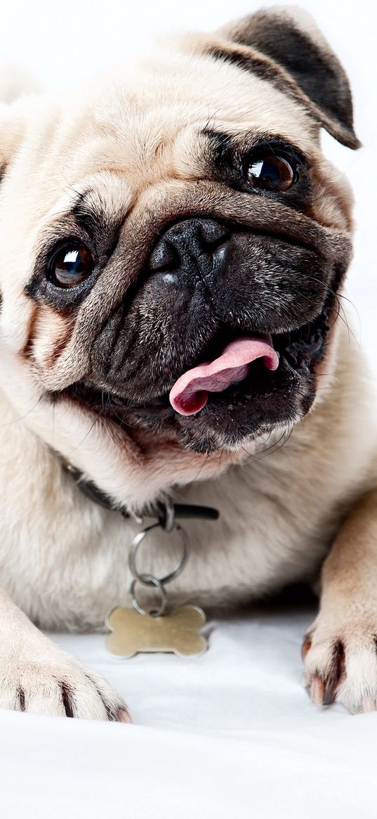 pug, face, happy, look, puppy