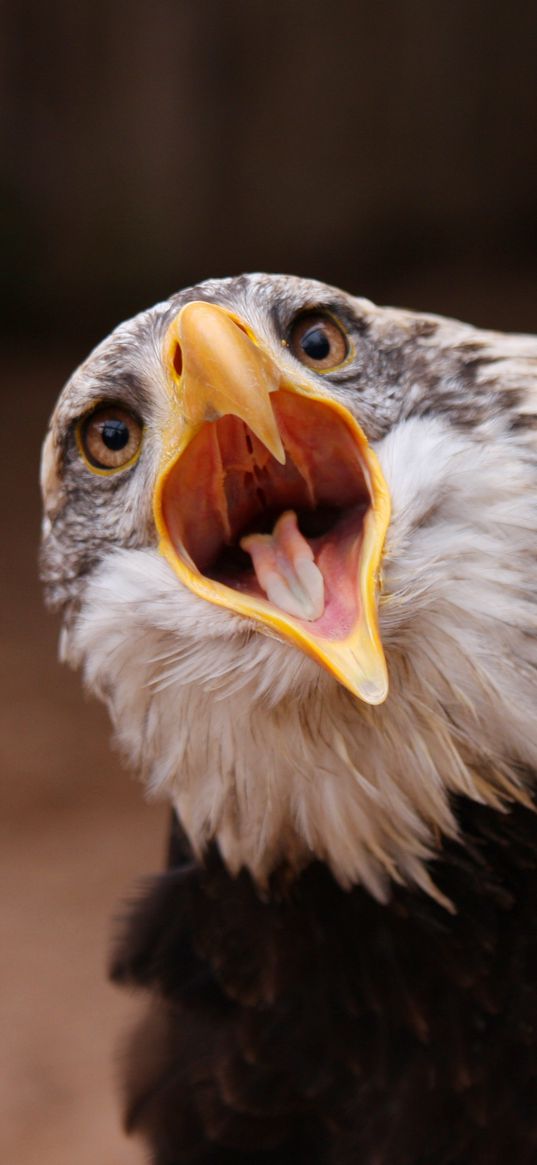 eagle, bird, predator, open mouth