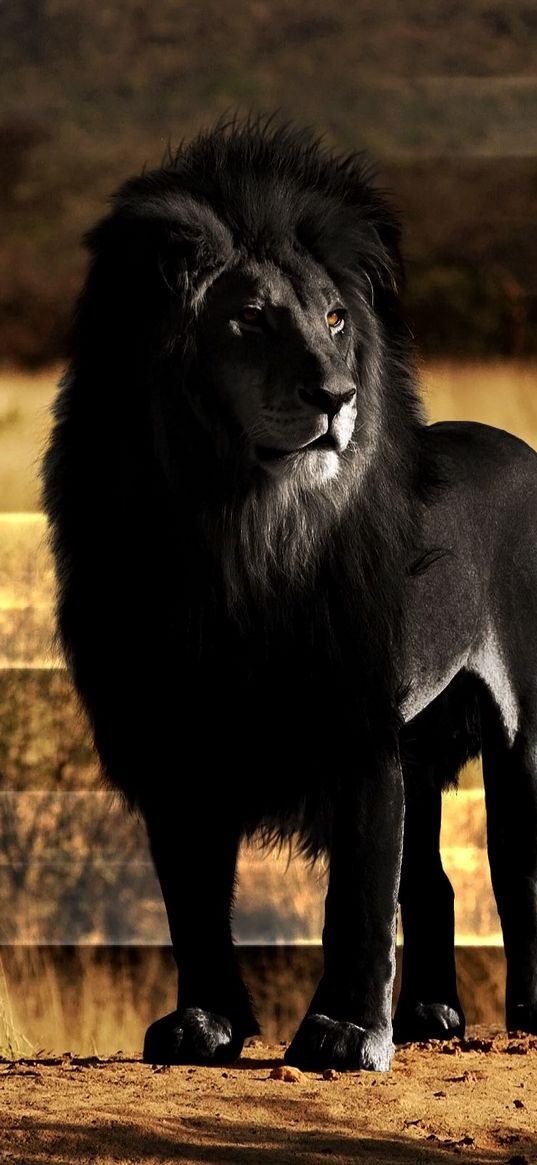 lion, black lion, mane, rock