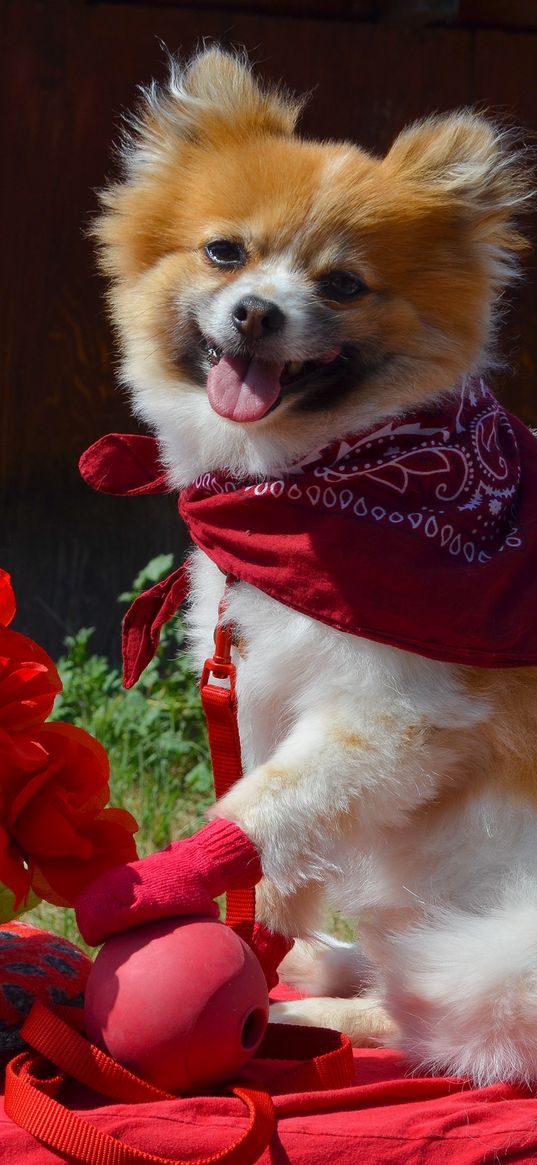 puppy, dog, flowers, shawl, protruding tongue