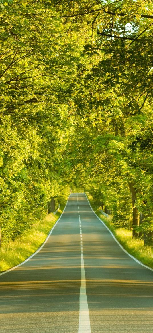 road, marking, greens, summer, trees