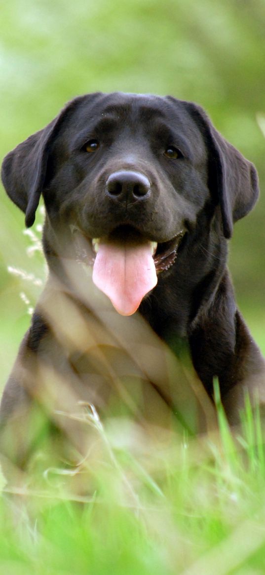 dog, retriever, face, grass