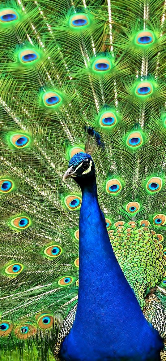 peacock, bird, tail