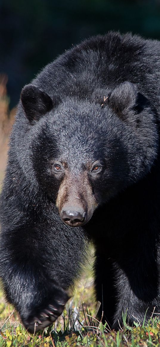 bear, grass, huge, walk